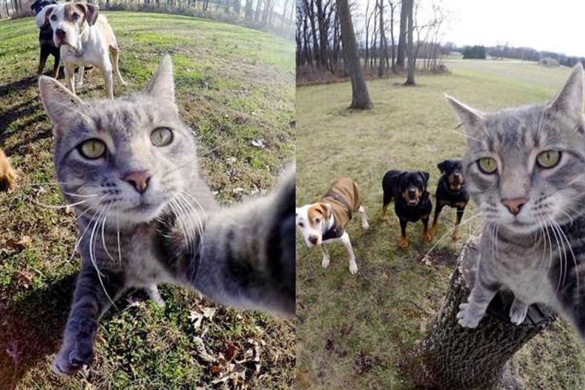 the original July 6, 2015 GoPro cat post