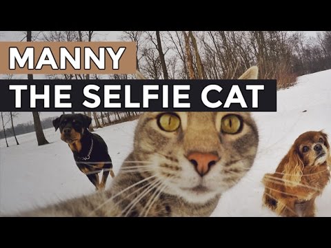 A viral video thumbnail documenting the Selfie Cat meme