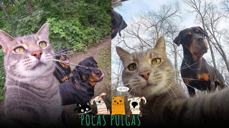 A later Selfie Cat post from the viral camera roll